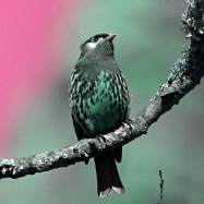 White-cheeked Cotinga